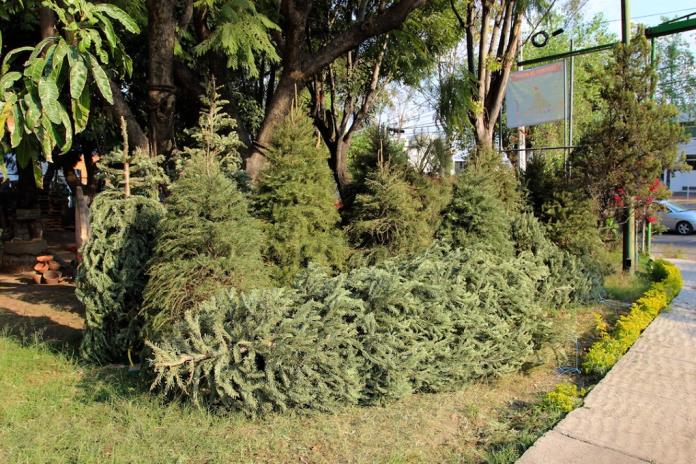 Inician recolección de árboles de navidad en Zapopan
