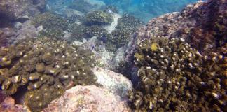 La Gran Barrera de Coral de Australia sufre un proceso de deterioro masivo