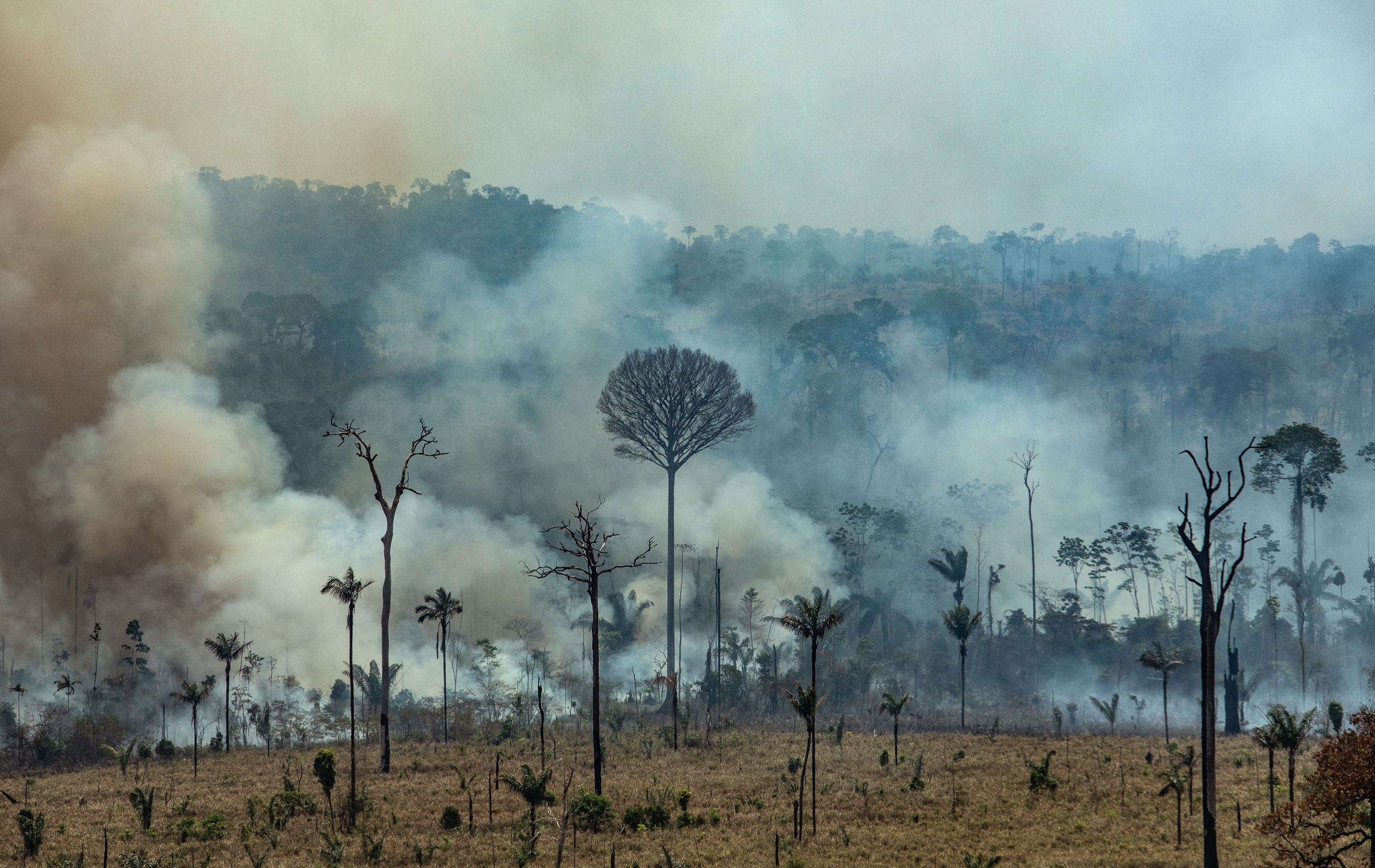 Principal causa de deforestación en Amazonia brasileña es cría de ganado desde 1985