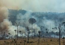 Grupo de 17 países pide a la UE más diálogo ante preocupaciones por ley antideforestación