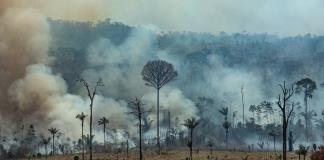 Grupo de 17 países pide a la UE más diálogo ante preocupaciones por ley antideforestación