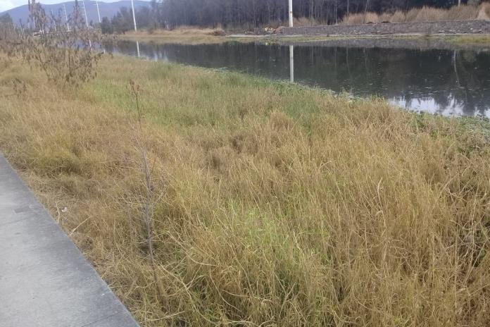 Ayuntamiento de Ocotlán usa herbicidas nocivos para limpieza de orillas del Zula