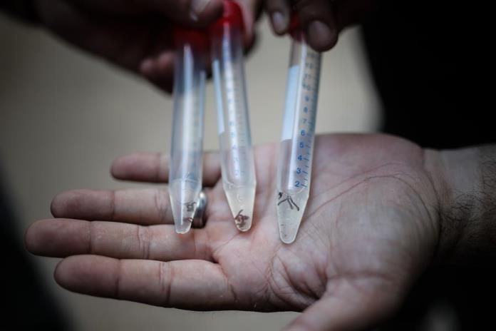 Advierten especialistas sobre aumento de dengue grave en Jalisco