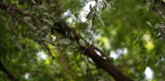 Arboles talados en Zapopan estaban en buen estado; colectivos exigen una respuesta