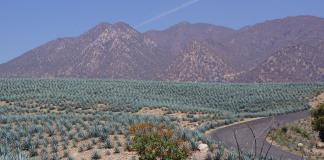 Industria de berries en Jalisco afirma que no moverá los invernaderos que invaden el paisaje agavero