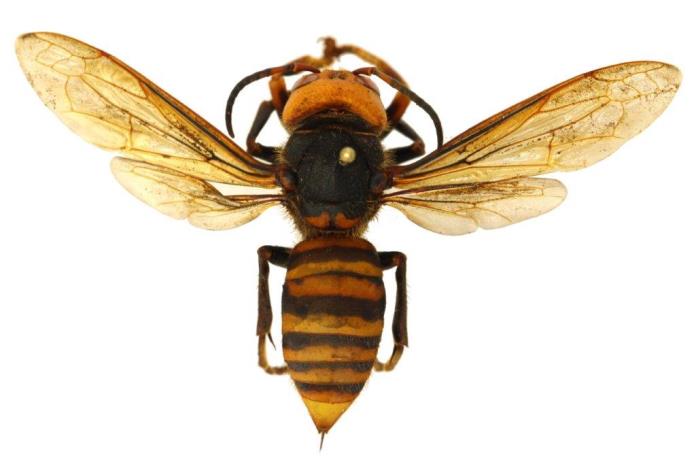 Hay presencia mas no “invasión” de avispón asiático en Norteamérica; entomólogo llama a la mesura