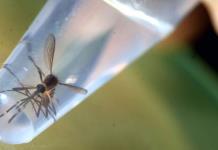 Llama SSJ a revisar depósitos fijos de agua para evitar criaderos de moscos y reducir riesgo de dengue