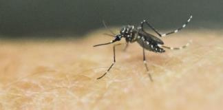 Autoridades sanitarias urgen a eliminar criaderos del mosquito Aedes Aegypti