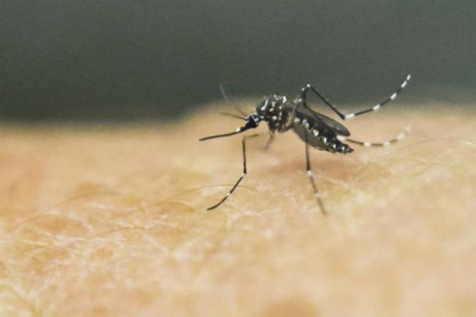 Emiten recomendaciones ante incremento de casos de dengue