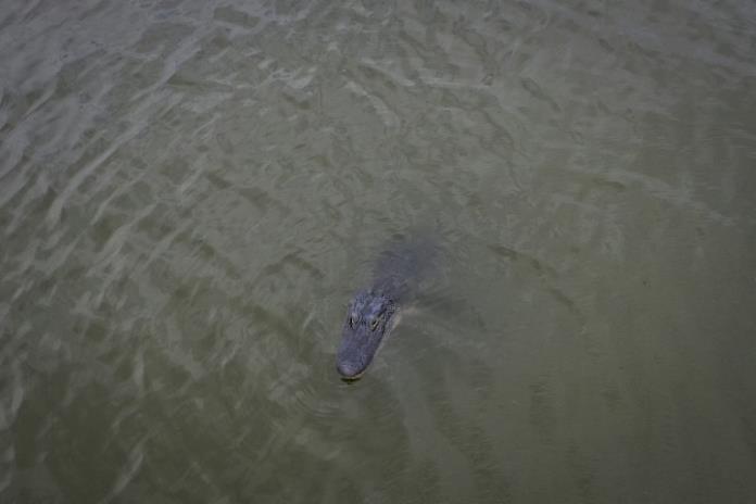 Un caimán legendario muere a los 84 años en el zoo de Moscú