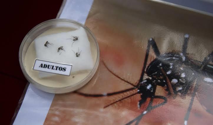 Personas con dengue pueden desarrollar hepatitis por abuso de fármacos