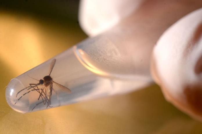 Jalisco reporta 701 casos de dengue, se mantiene en el segundo lugar a nivel nacional