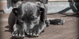 Ante caso de envenenamiento de perros Deysi Ángel anuncia acciones para combatir el maltrato y cuidado animal