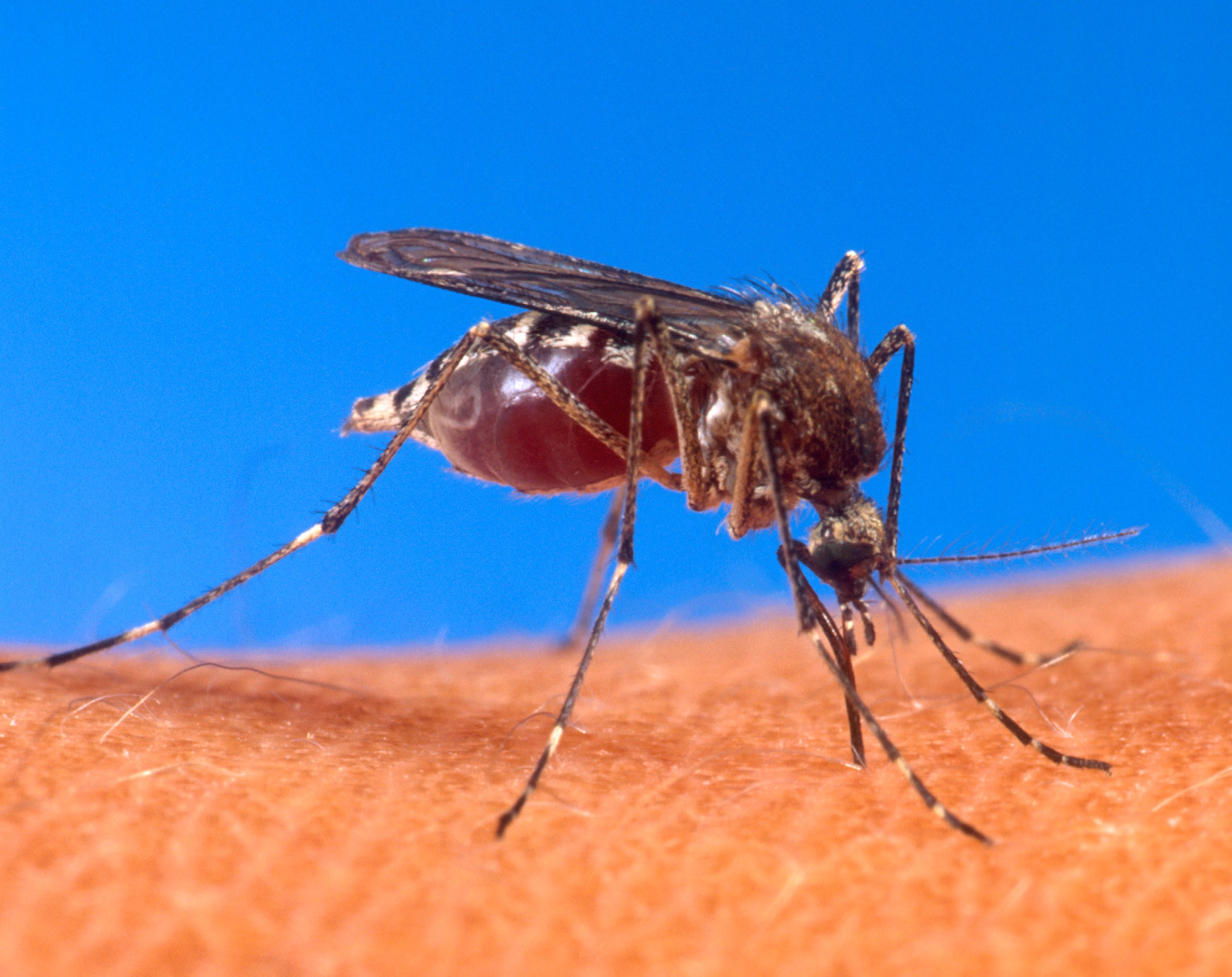El Instituto Pasteur trabaja en una nueva vacuna contra el chikungunya con fondos de la UE El Instituto Pasteur trabaja en una nueva vacuna contra el chikungunya con fondos de la UE