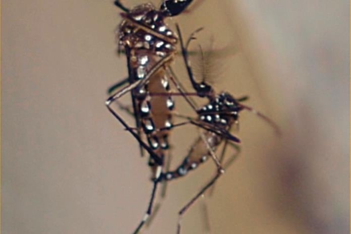 Se registran dos nuevos casos de dengue