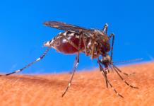 Los casos de dengue, al alza en Jalisco, Zapopan es el municipio puntero