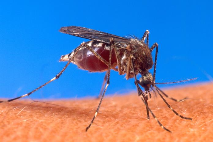Estima Salud Jalisco menos de 100 casos de dengue para este 2022