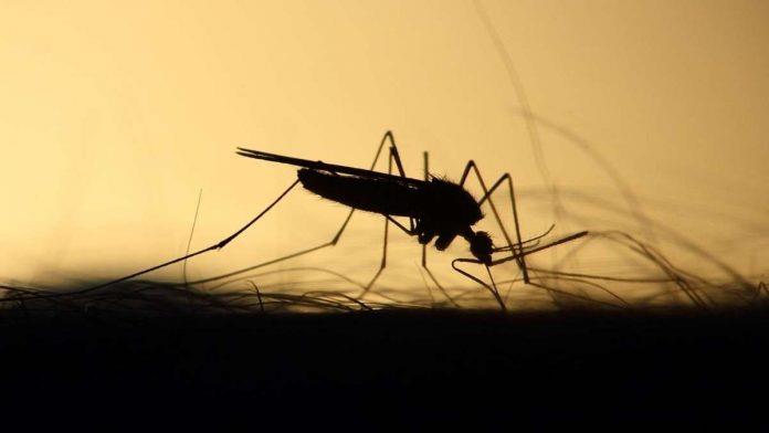Región Sanitaria IV registra dos años sin casos de dengue