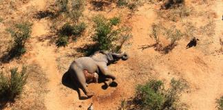 Al menos 100 elefantes muertos por sequía en Zimbabue, afirma grupo de protección animal