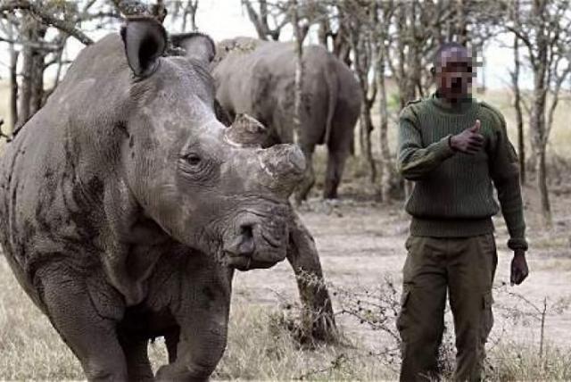 Caza furtiva de rinocerontes se redujo un tercio durante confinamiento en Sudáfrica