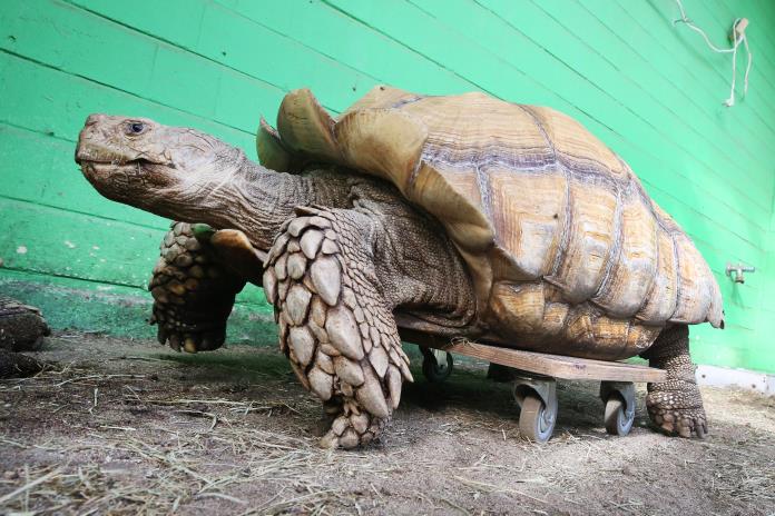 Andador para tortuga de 100 kilos con artritis en zoo alemán