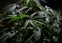 La legalización de la marihuana en Canadá se vincula a un alza de los problemas de salud