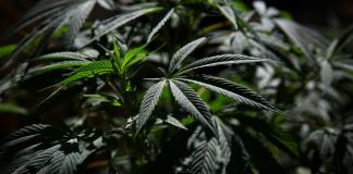 La legalización de la marihuana en Canadá se vincula a un alza de los problemas de salud