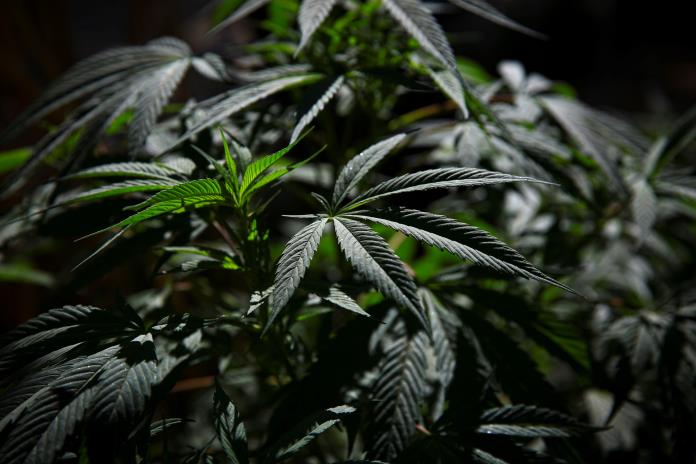 La industria espera la inminente legalización del cannabis en México en abril