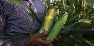 El Gobierno de México defiende el decreto contra el maíz transgénico de Estados Unidos