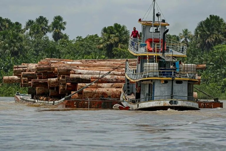 Principal causa de deforestación en Amazonia brasileña es cría de ganado desde 1985