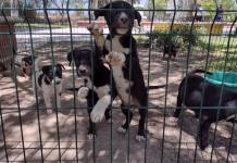 Protección Animal de Ocotlán lanza convocatoria a grupos protectores de animales locales para trabajar de manera conjunta