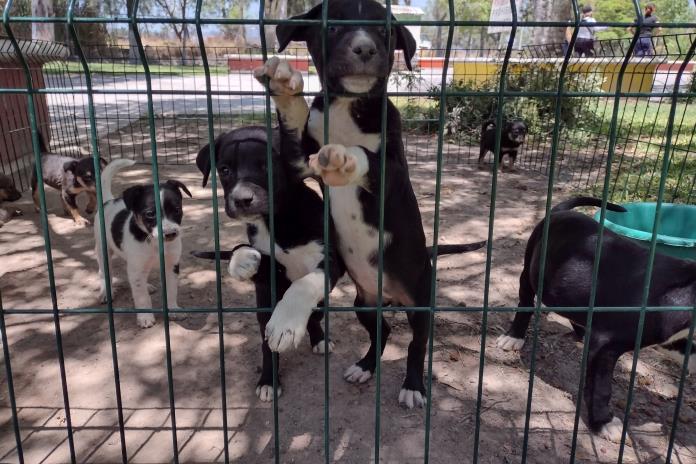 Gobierno de Poncitlán realiza campaña para resguardar a mascotas ante caso de rabia