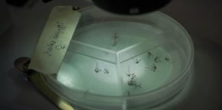El IMSS hace recomendaciones para evitar contagiarse de dengue