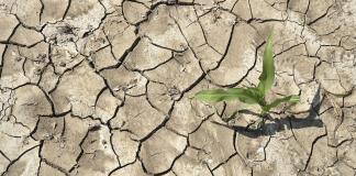 Sequía pone en riesgo al Norte del país; Jalisco registra pérdidas totales