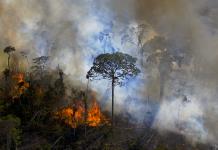 Principal causa de deforestación en Amazonia brasileña es cría de ganado desde 1985