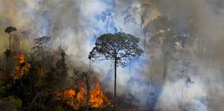 Principal causa de deforestación en Amazonia brasileña es cría de ganado desde 1985