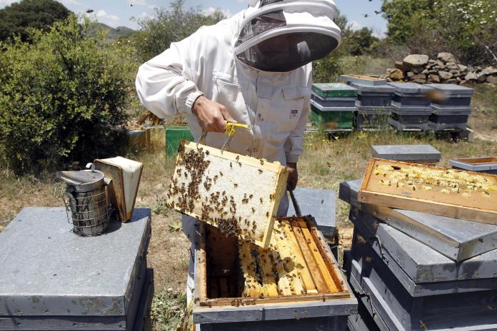 Jalisco, puntero en producción de miel