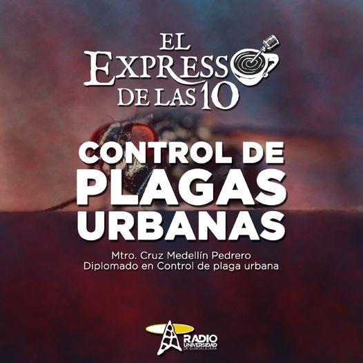CONTROL DE PLAGAS URBANAS - El Expresso de las 10 - Mi. 24 Nov 2021