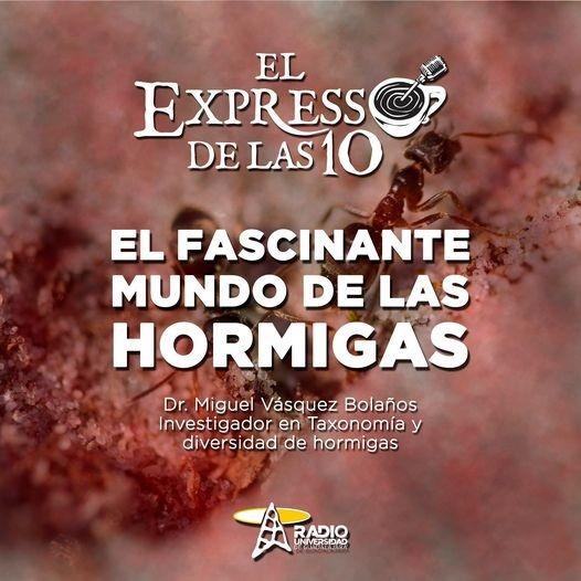 EL FASCINANTE MUNDO DE LAS HORMIGAS - El Expresso de las 10 - Mi. 15 Dic 2021
