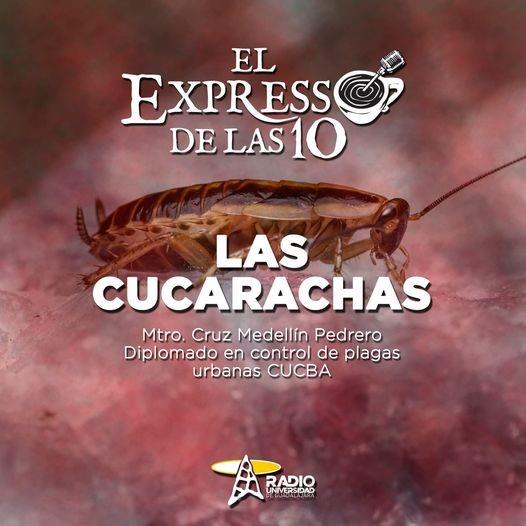 LAS CUCARACHAS - El Expresso de las 10 - Ma. 11 Ene 2022