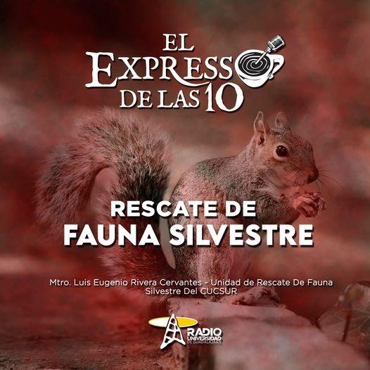 RESCATE DE FAUNA SILVESTRE - El Expresso de las 10 - Vi. 04 Feb 2022