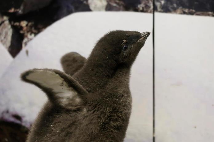 Bebé de pingüino nace en Zoológico Guadalajara y es entrenado por sus cuidadores