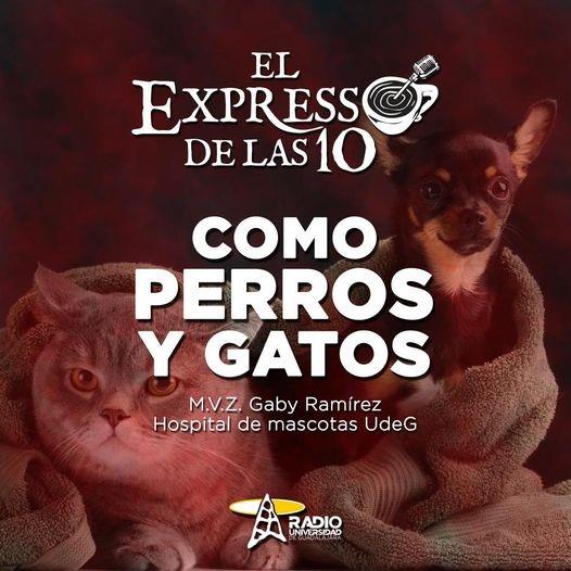 COMO PERROS Y GATOS - El Expresso de las 10 - Vi. 25 Mar 2022