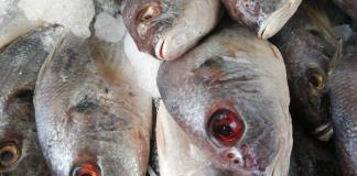 Contaminación en el Lago de Chapala afecta el desarrollo de peces revela investigación de Preparatoria de Jocotepec