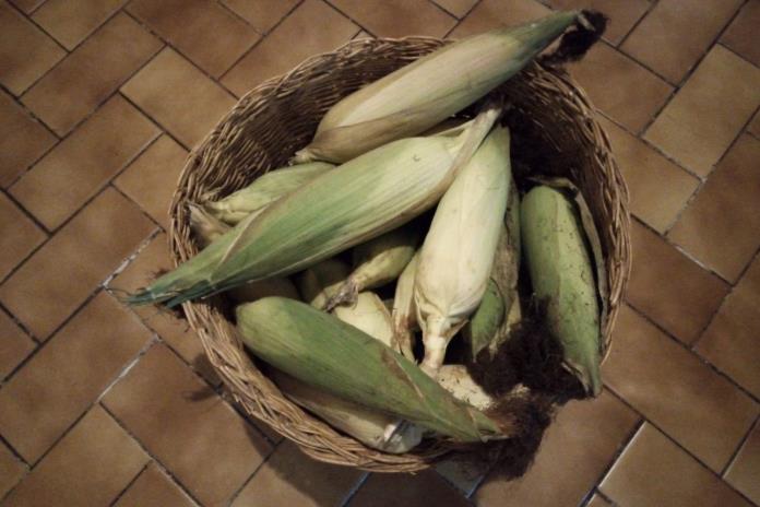 Alza en costos y desdén de la autoridad pone en riesgo la producción de maíz en Jalisco