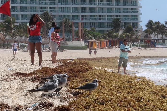 ONG alerta sobre aumento de sargazo en próximos días en Quintana Roo