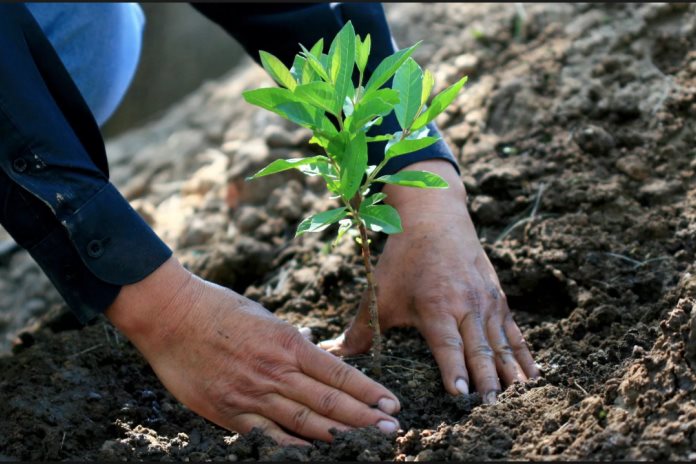 Donarán árboles a Ocotlán a cambio de material reciclable
