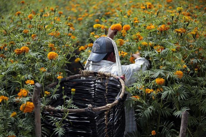 Campesinos mexicanos afrontan costos y clima para cultivar la flor de cempasúchil