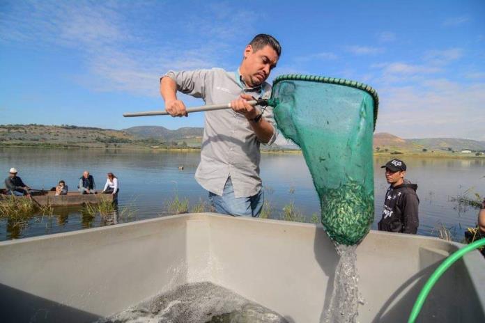 SADER siembra 200 mil crías de tilapia en Ayotlán