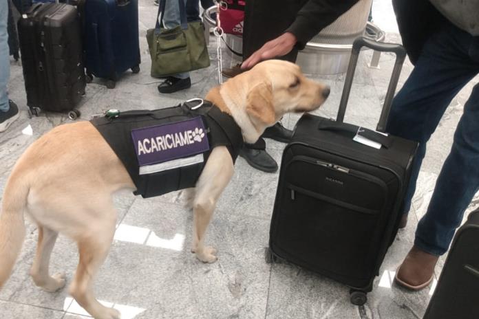 Toby, la mascota del aeropuerto de Guadalajara que pide caricias a los pasajeros